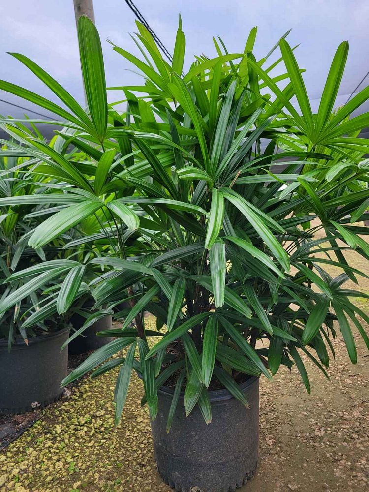rhapis-robusta-guangxi-lady-palm