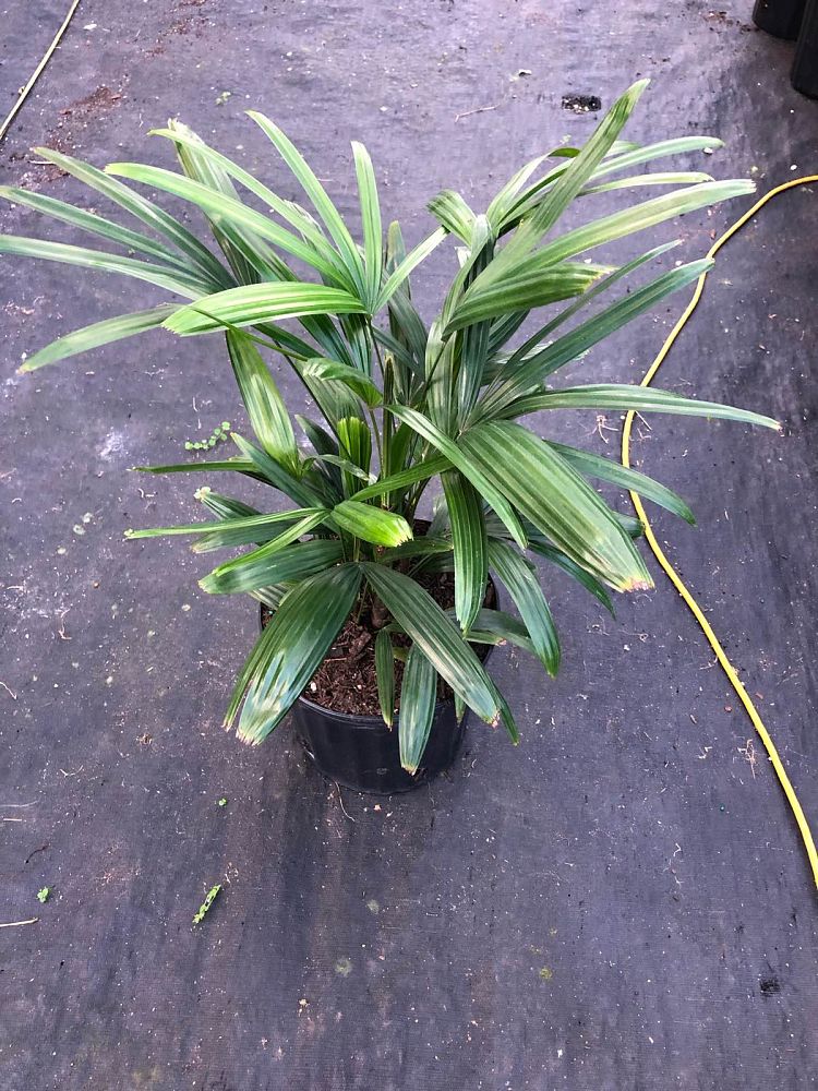 rhapis-robusta-guangxi-lady-palm