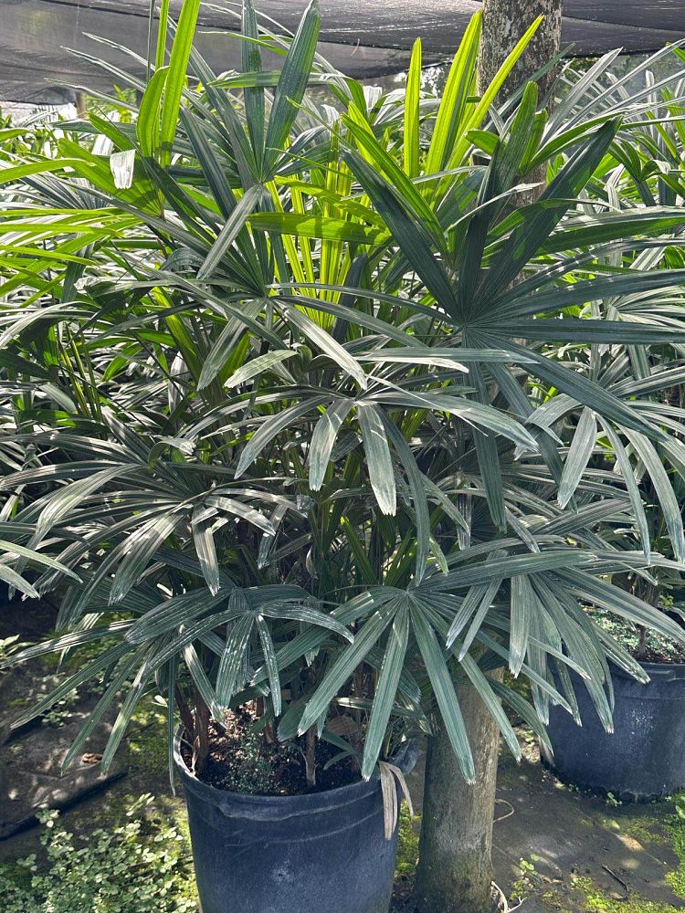 rhapis-robusta-guangxi-lady-palm