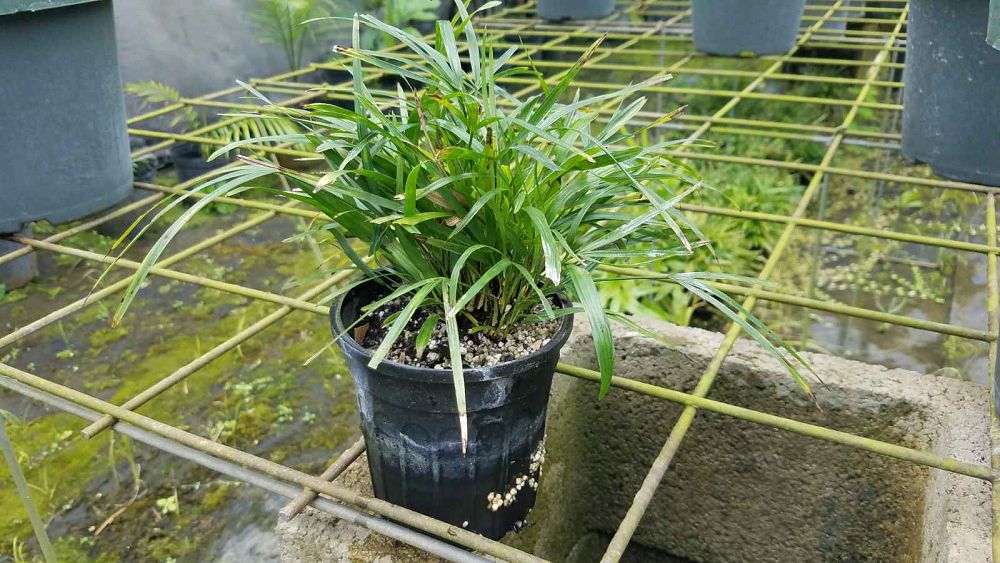 rhapis-super-dwarf-lady-palm-super-dwarf