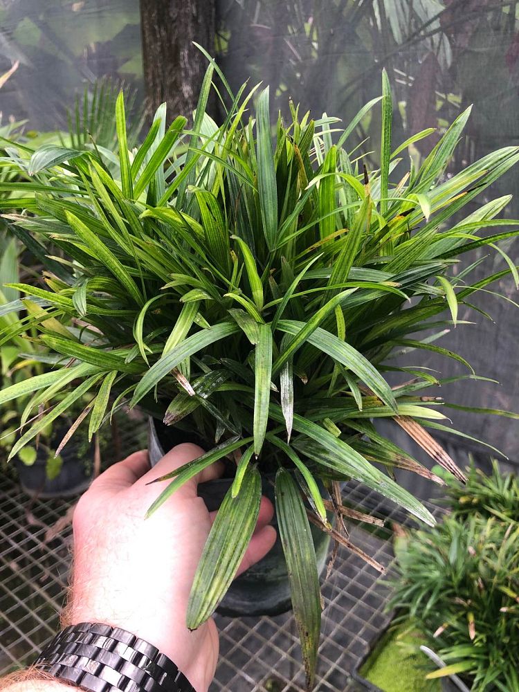 rhapis-super-dwarf-lady-palm-super-dwarf