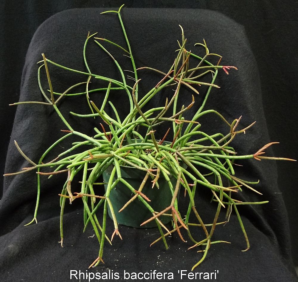rhipsalis-baccifera-mauritiana-ferrari