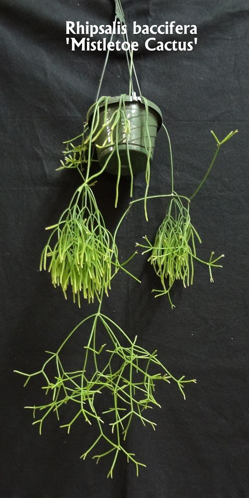 rhipsalis-baccifera-mistletoe-cactus
