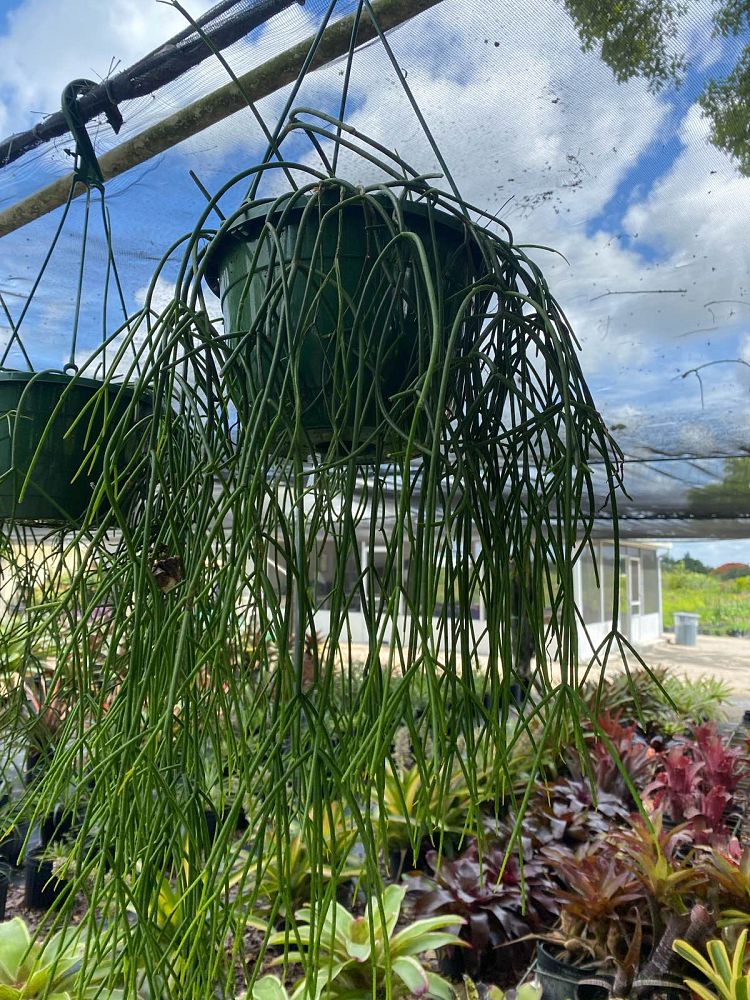 rhipsalis-baccifera-mistletoe-cactus