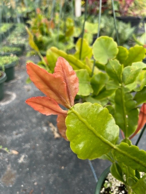 rhipsalis-elliptica