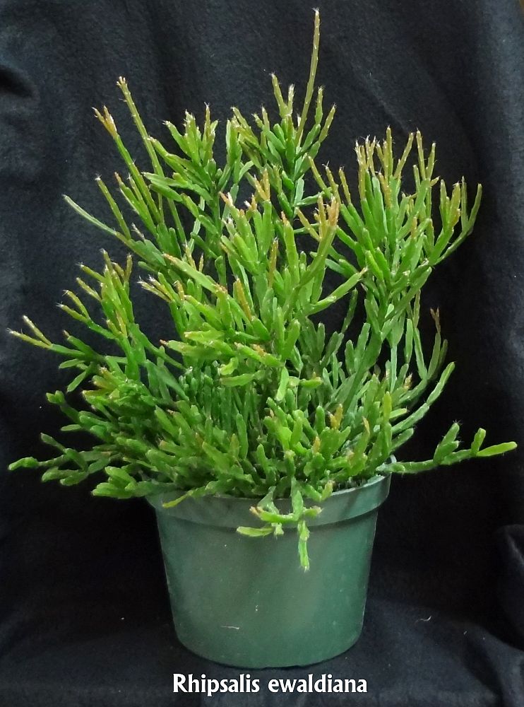 rhipsalis-ewaldiana