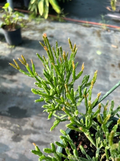 rhipsalis-ewaldiana