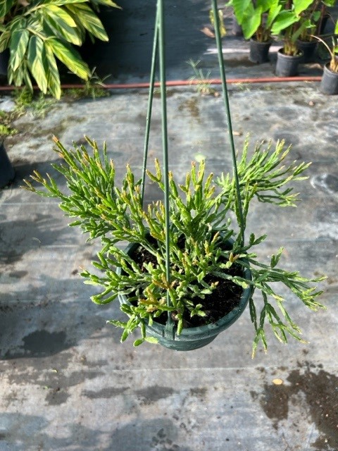 rhipsalis-ewaldiana