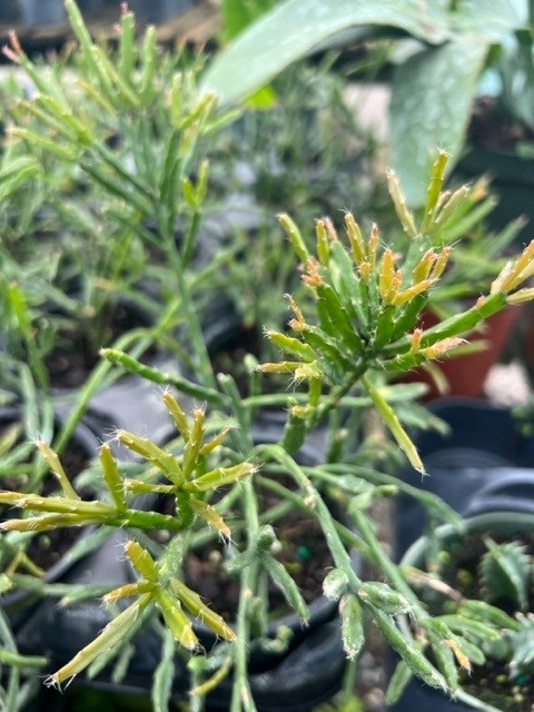 rhipsalis-ewaldiana