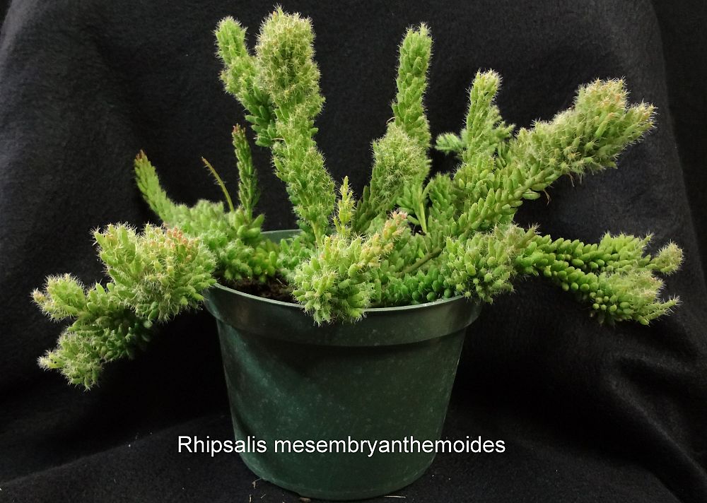 rhipsalis-mesembryanthemoides