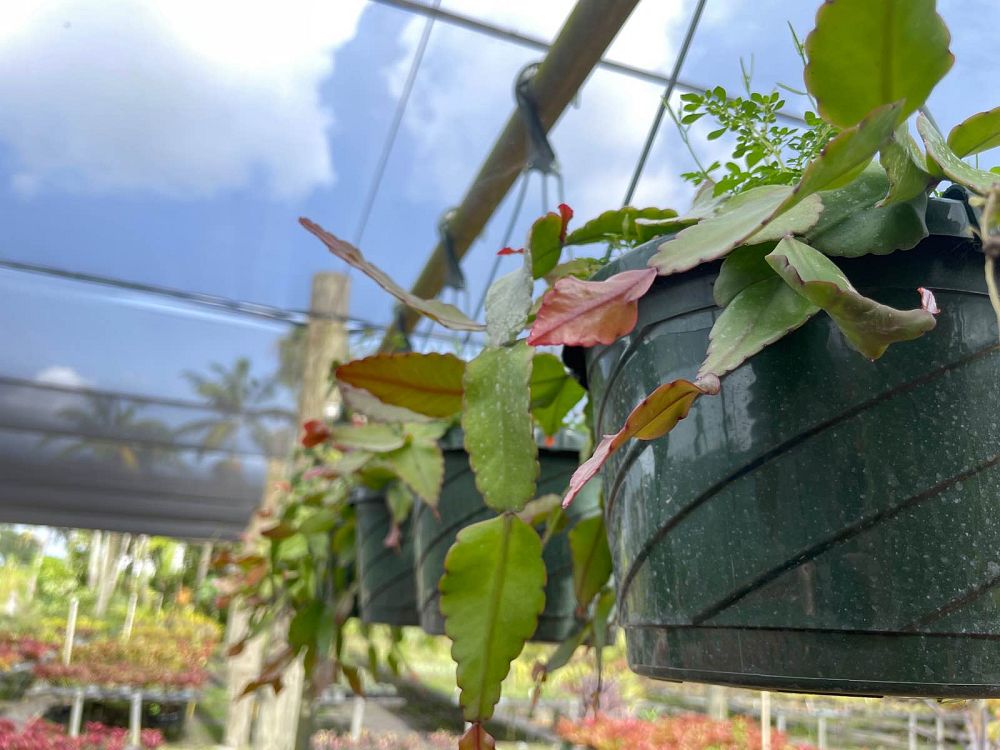 rhipsalis-pachyptera