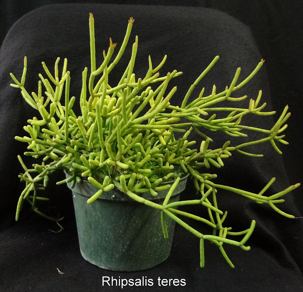 rhipsalis-teres