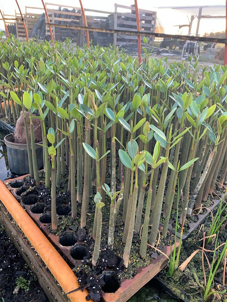 rhizophora-mangle-mangrove-red-american