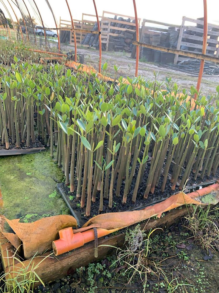 rhizophora-mangle-mangrove-red-american