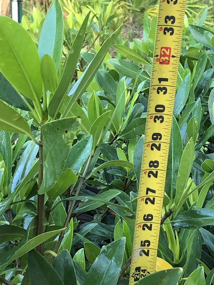 rhizophora-mangle-mangrove-red-american