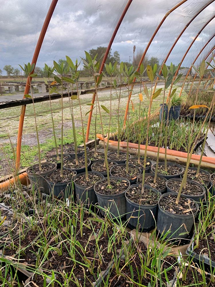 rhizophora-mangle-mangrove-red-american