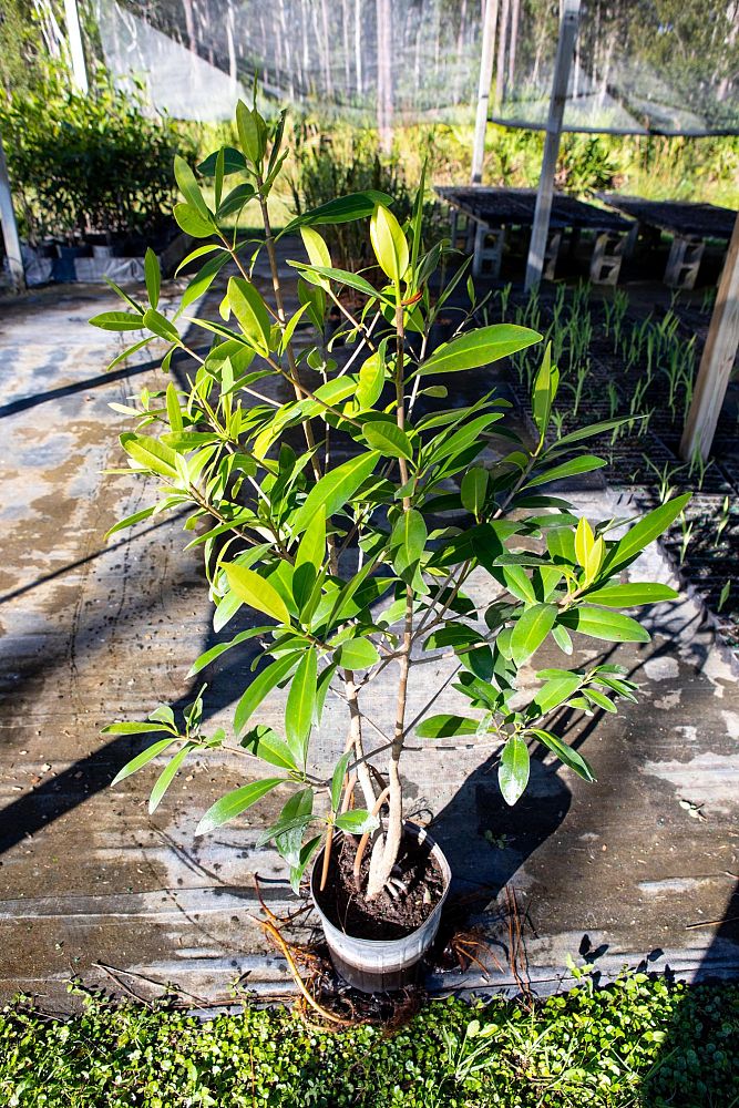 rhizophora-mangle-mangrove-red-american