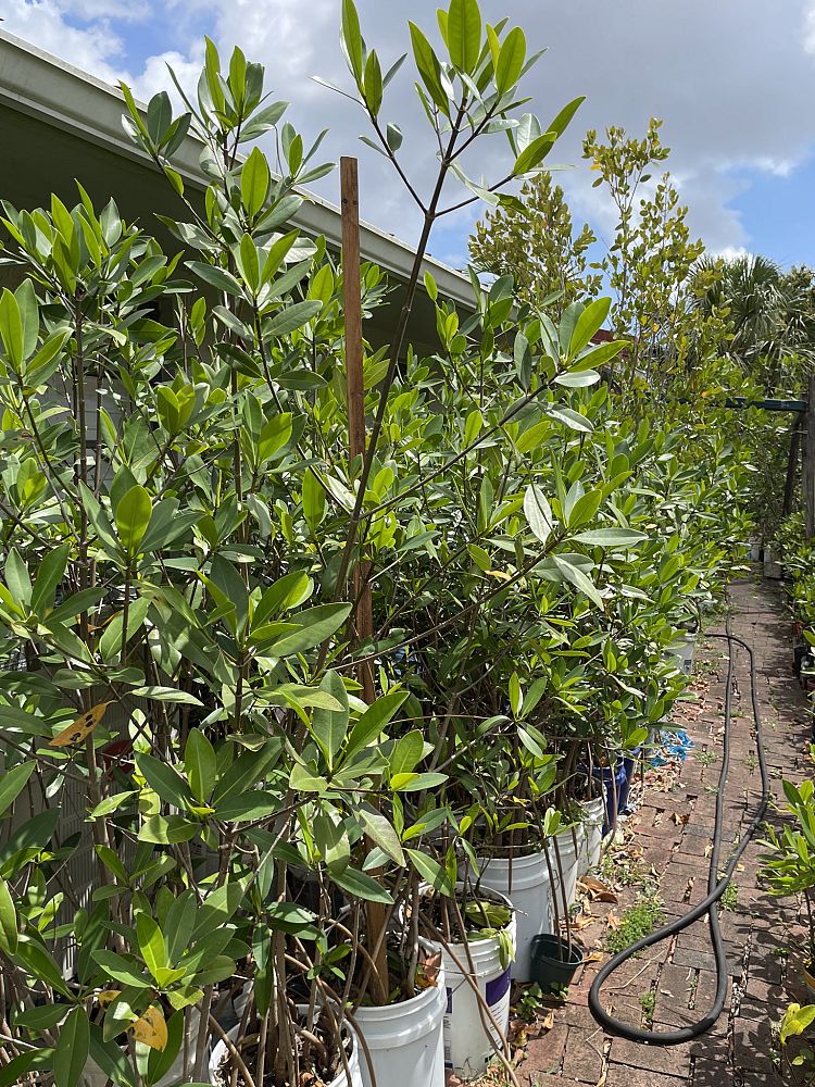 rhizophora-mangle-mangrove-red-american