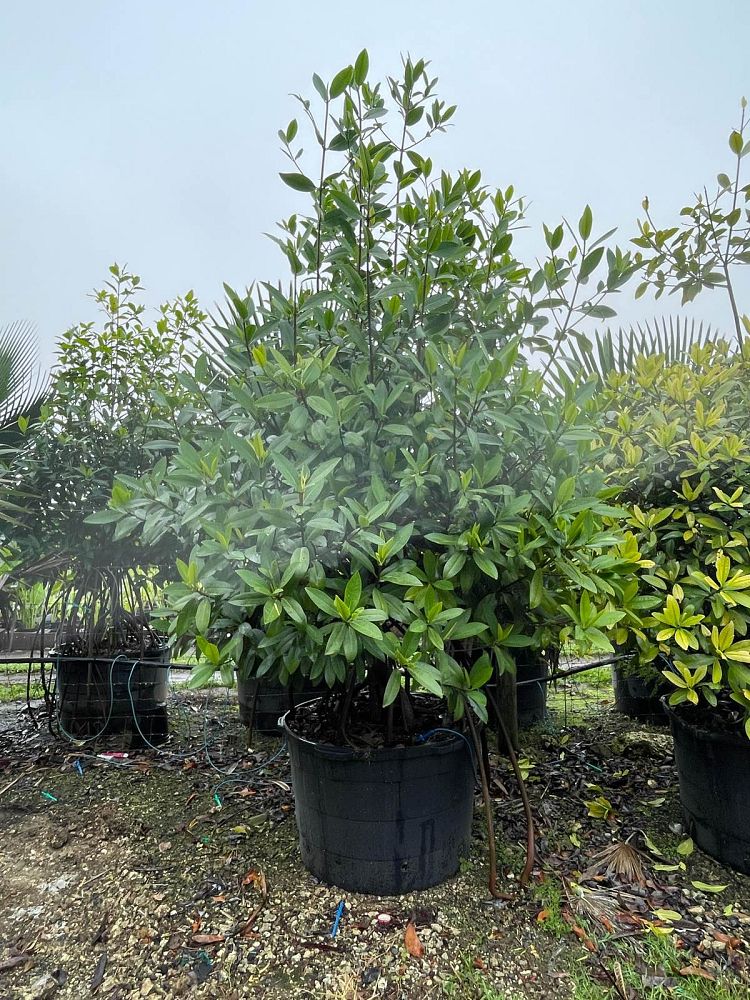 rhizophora-mangle-mangrove-red-american