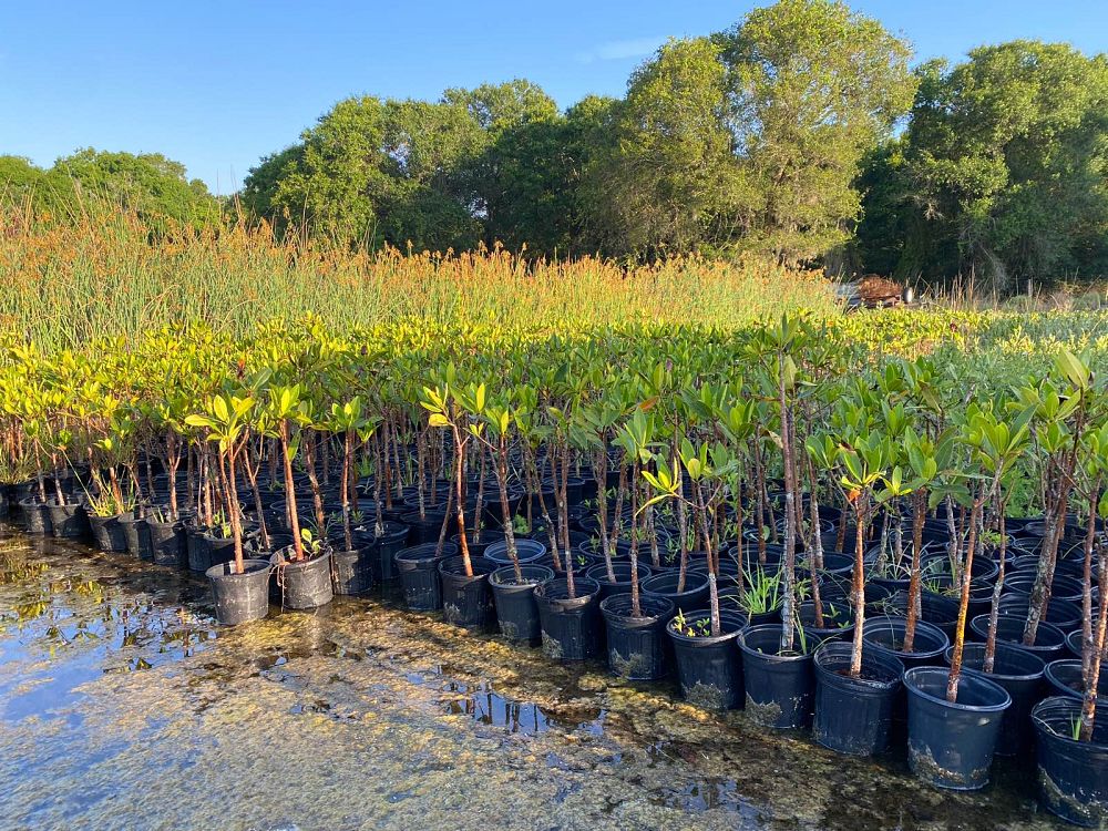 rhizophora-mangle-mangrove-red-american