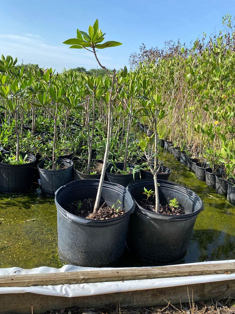 rhizophora-mangle-mangrove-red-american