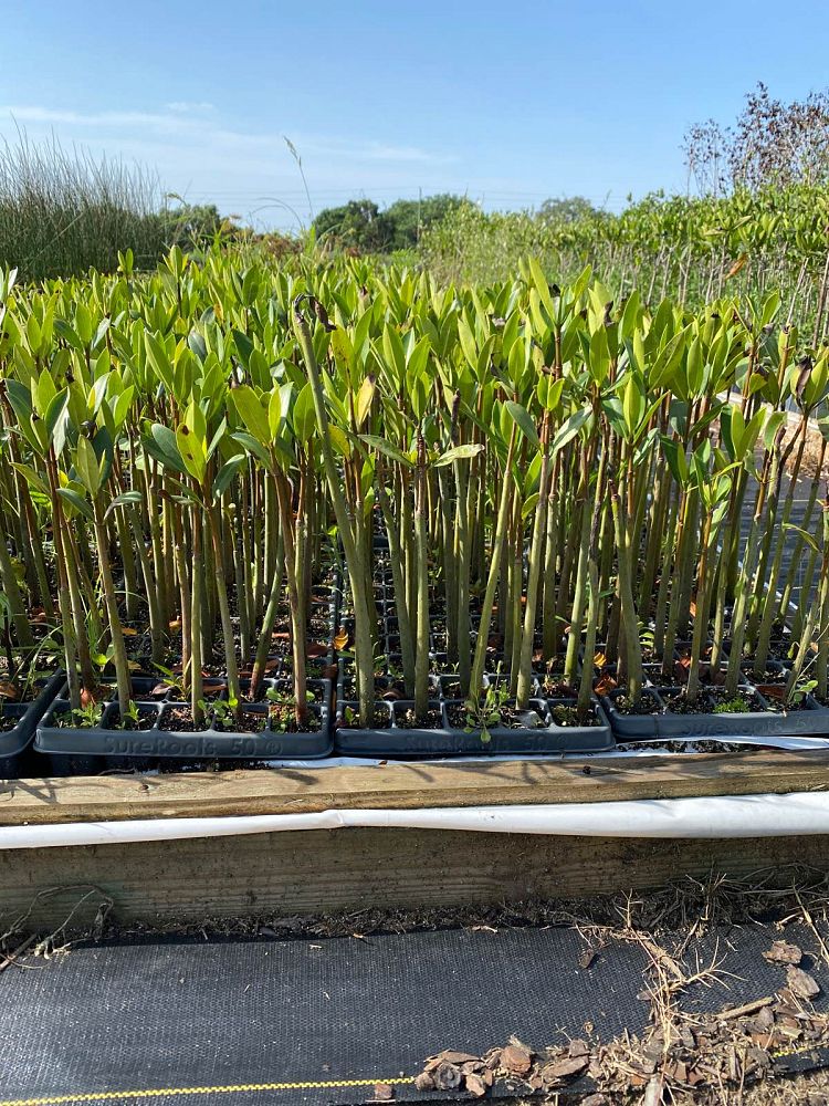 rhizophora-mangle-mangrove-red-american