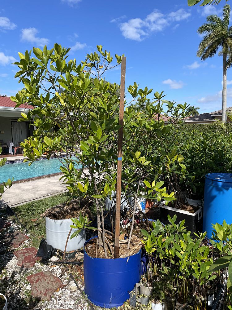 rhizophora-mangle-mangrove-red-american