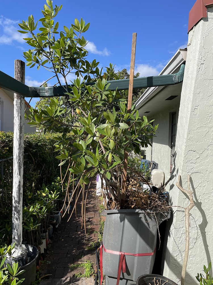 rhizophora-mangle-mangrove-red-american