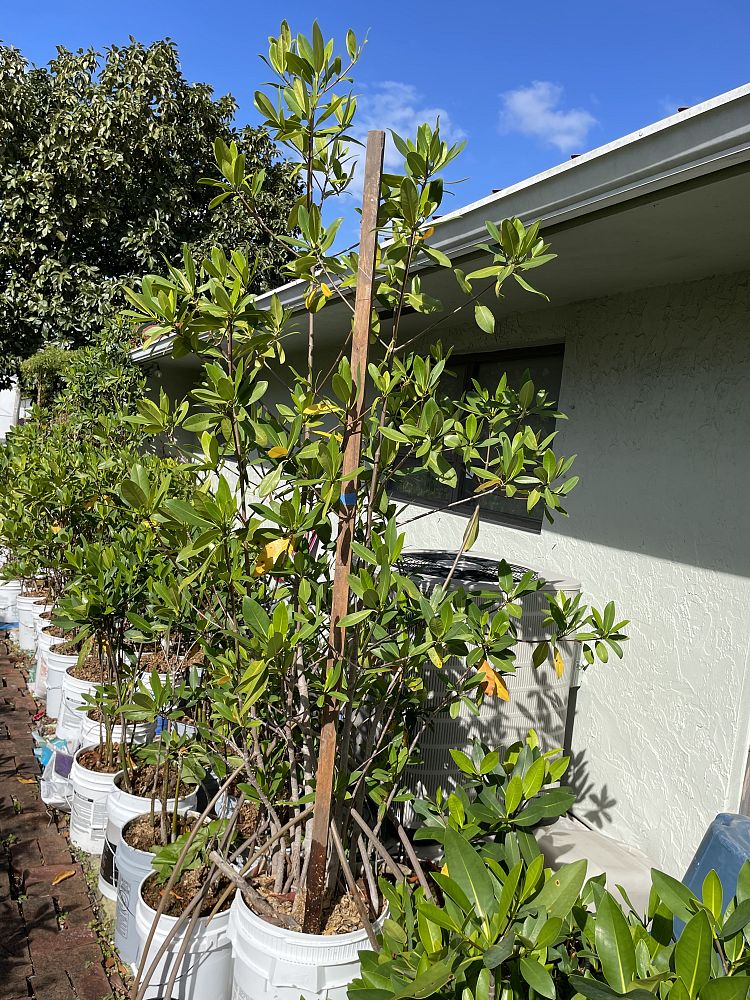 rhizophora-mangle-mangrove-red-american