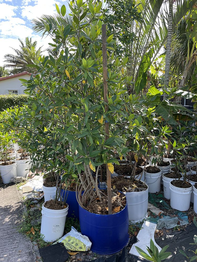 rhizophora-mangle-mangrove-red-american