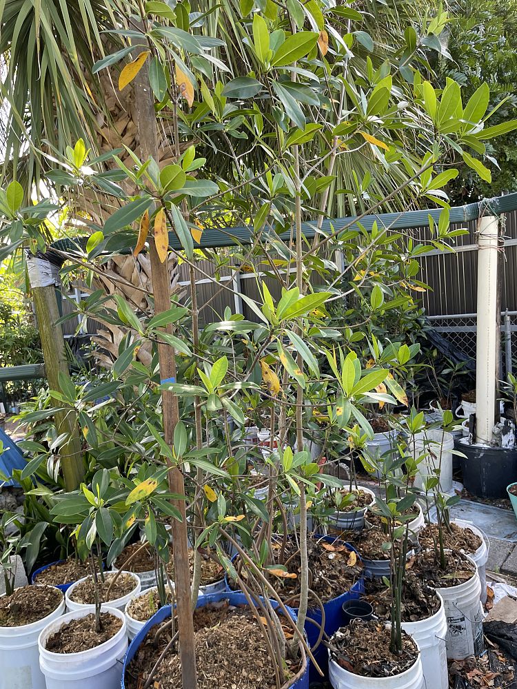 rhizophora-mangle-mangrove-red-american