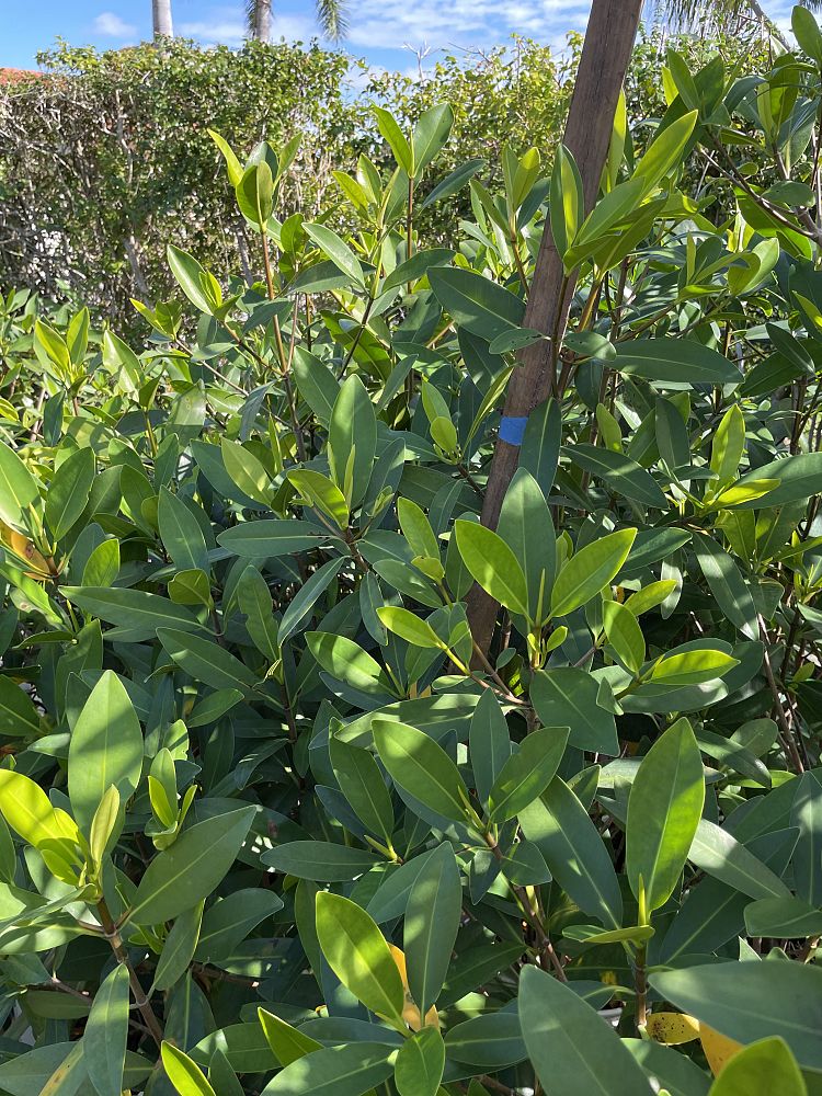 rhizophora-mangle-mangrove-red-american