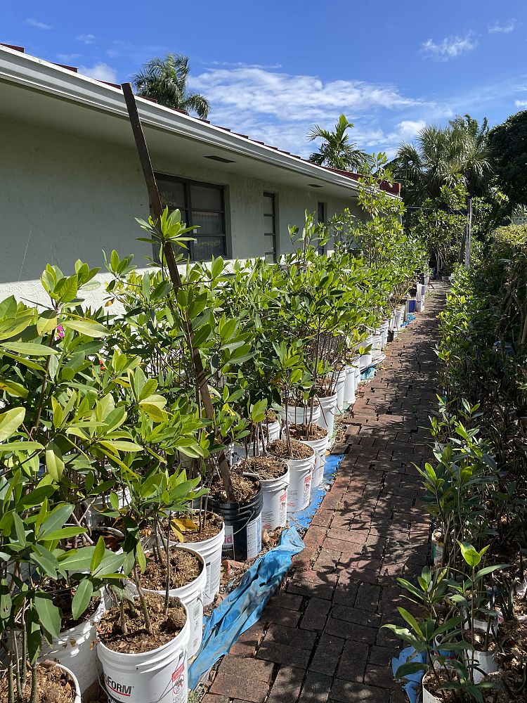 rhizophora-mangle-mangrove-red-american