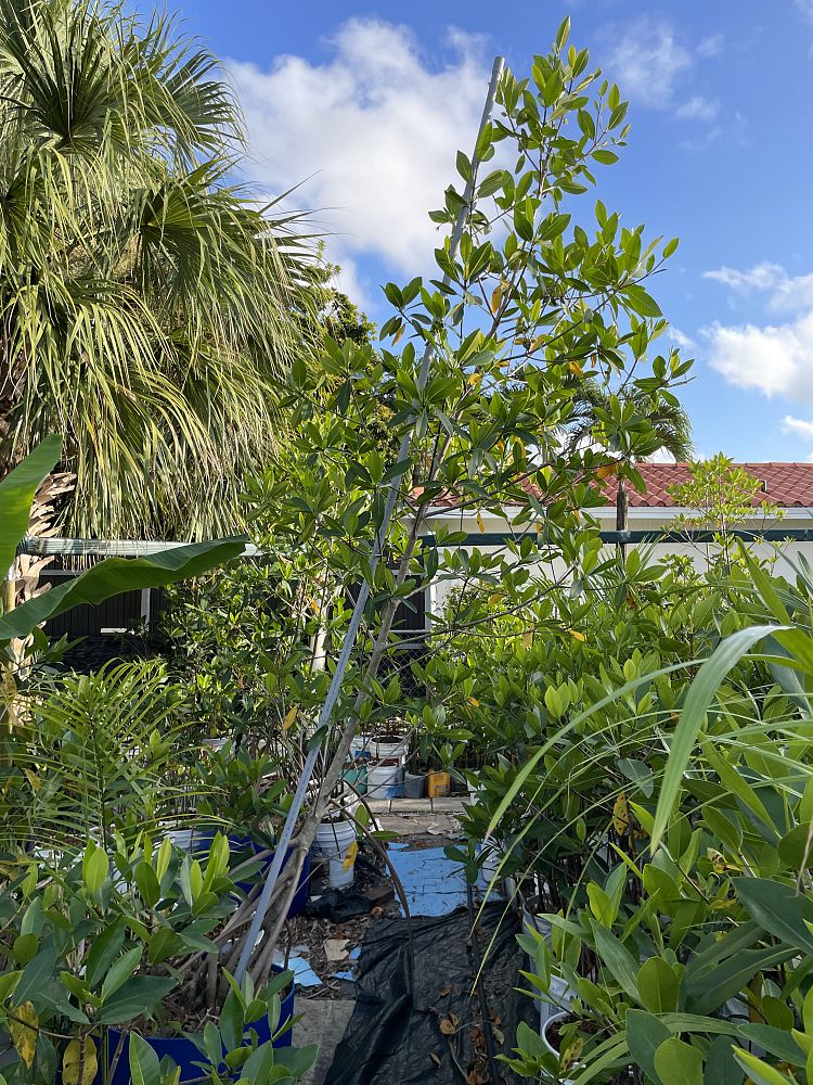 rhizophora-mangle-mangrove-red-american