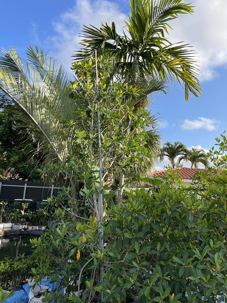 rhizophora-mangle-mangrove-red-american