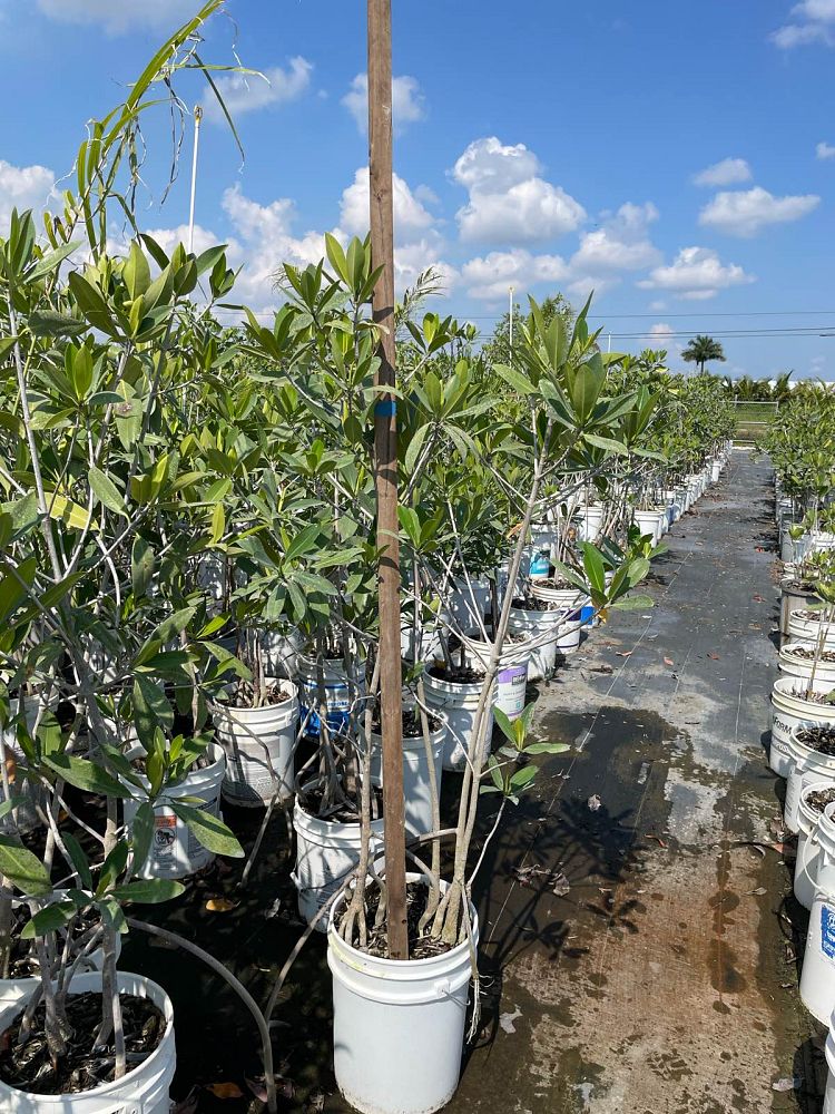 rhizophora-mangle-mangrove-red-american