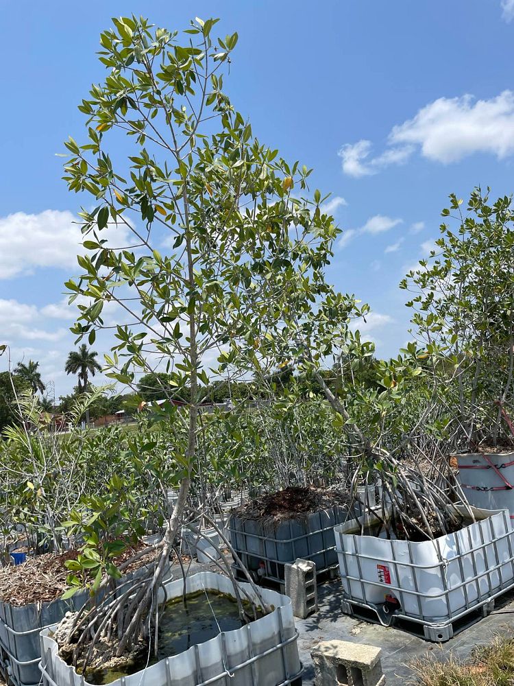 rhizophora-mangle-mangrove-red-american