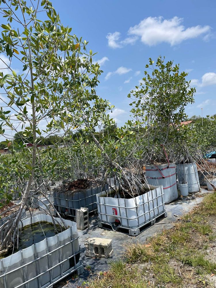 rhizophora-mangle-mangrove-red-american