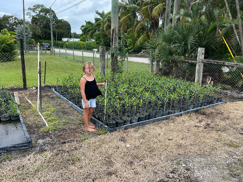 rhizophora-mangle-mangrove-red-american