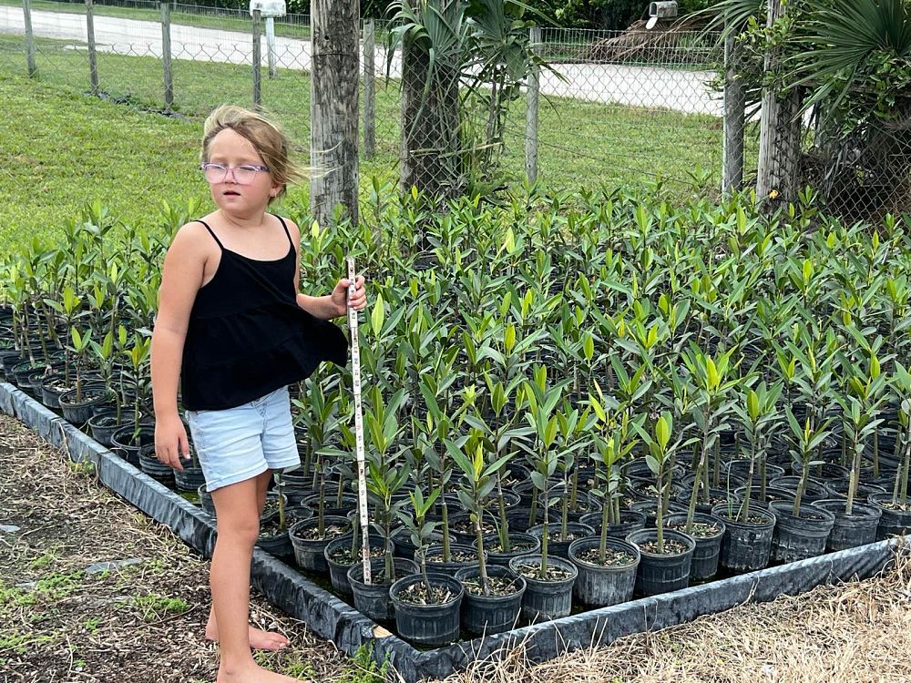 rhizophora-mangle-mangrove-red-american