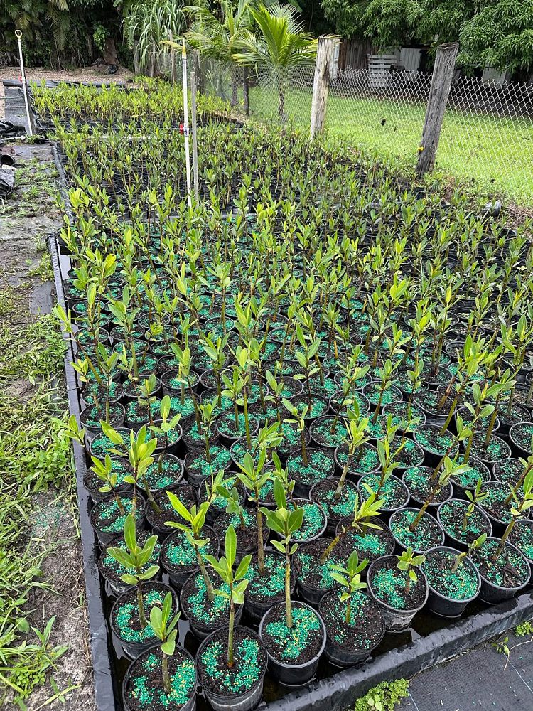 rhizophora-mangle-mangrove-red-american