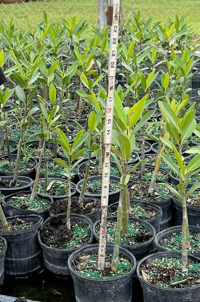 rhizophora-mangle-mangrove-red-american