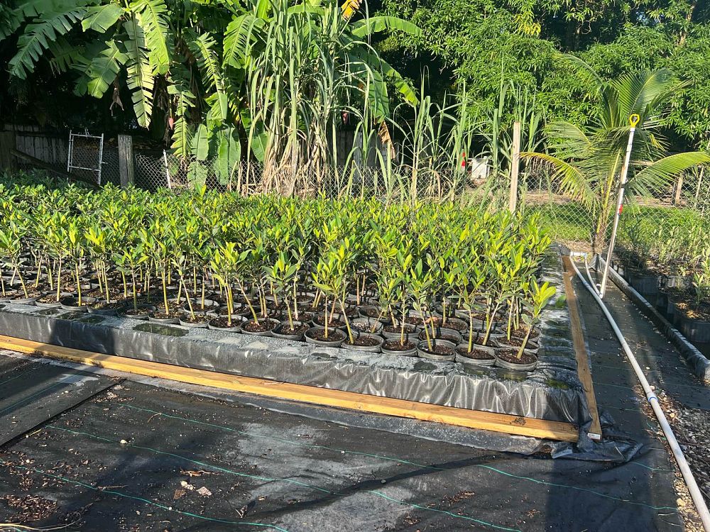 rhizophora-mangle-mangrove-red-american