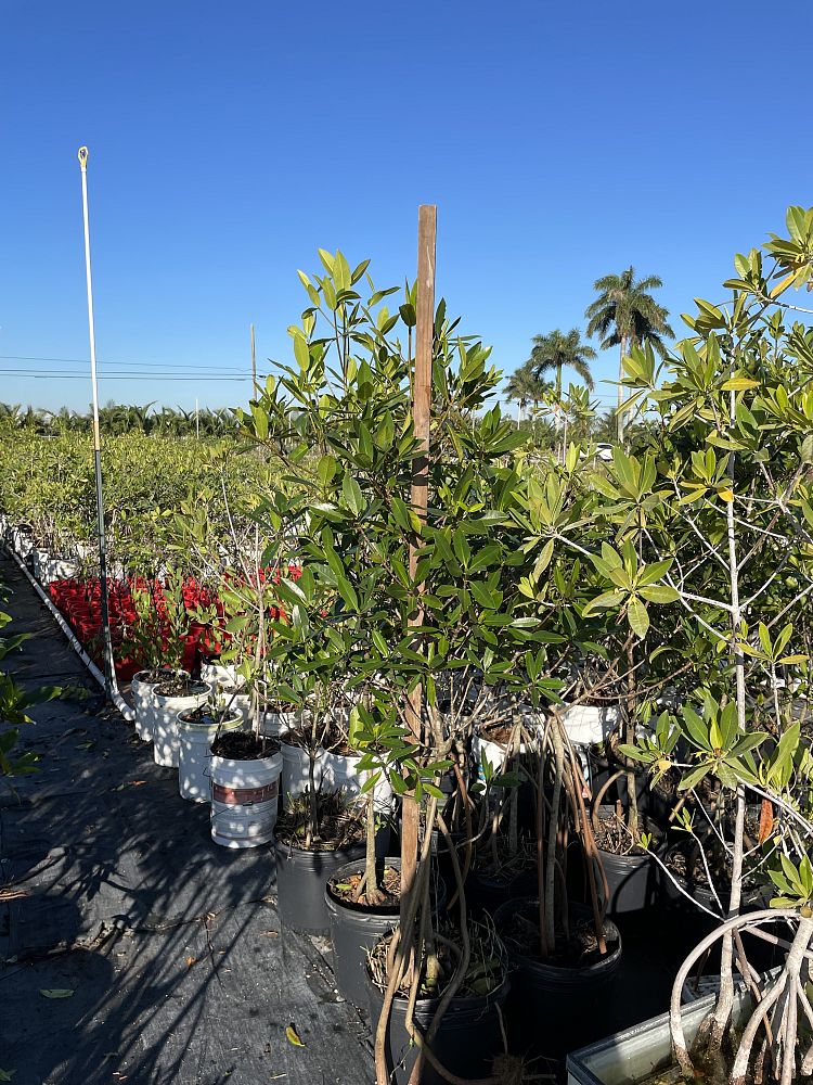 rhizophora-mangle-mangrove-red-american