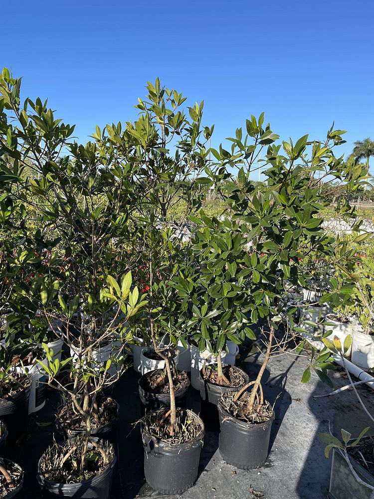 rhizophora-mangle-mangrove-red-american