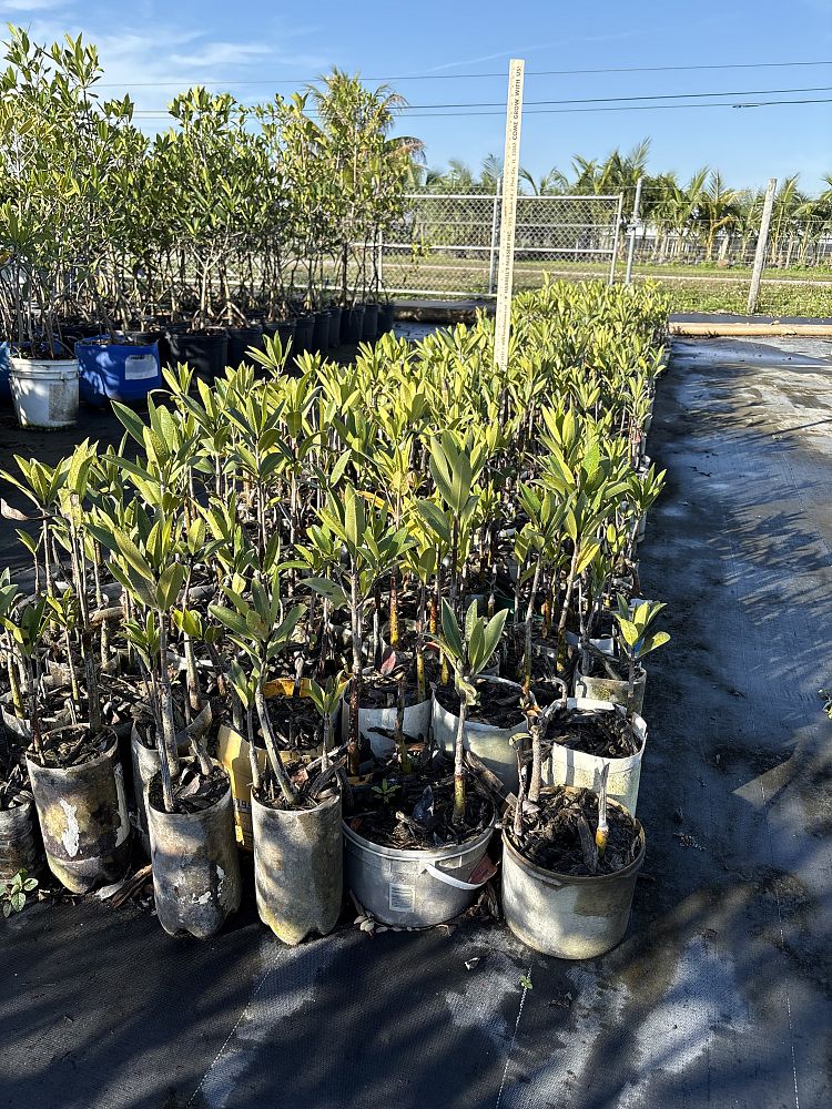 rhizophora-mangle-mangrove-red-american