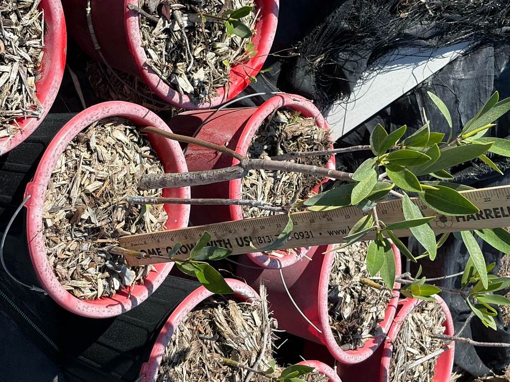 rhizophora-mangle-mangrove-red-american