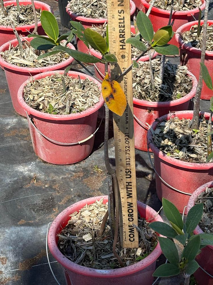 rhizophora-mangle-mangrove-red-american