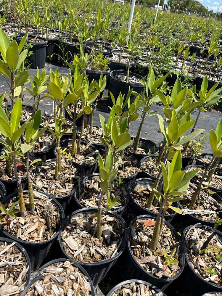 rhizophora-mangle-mangrove-red-american