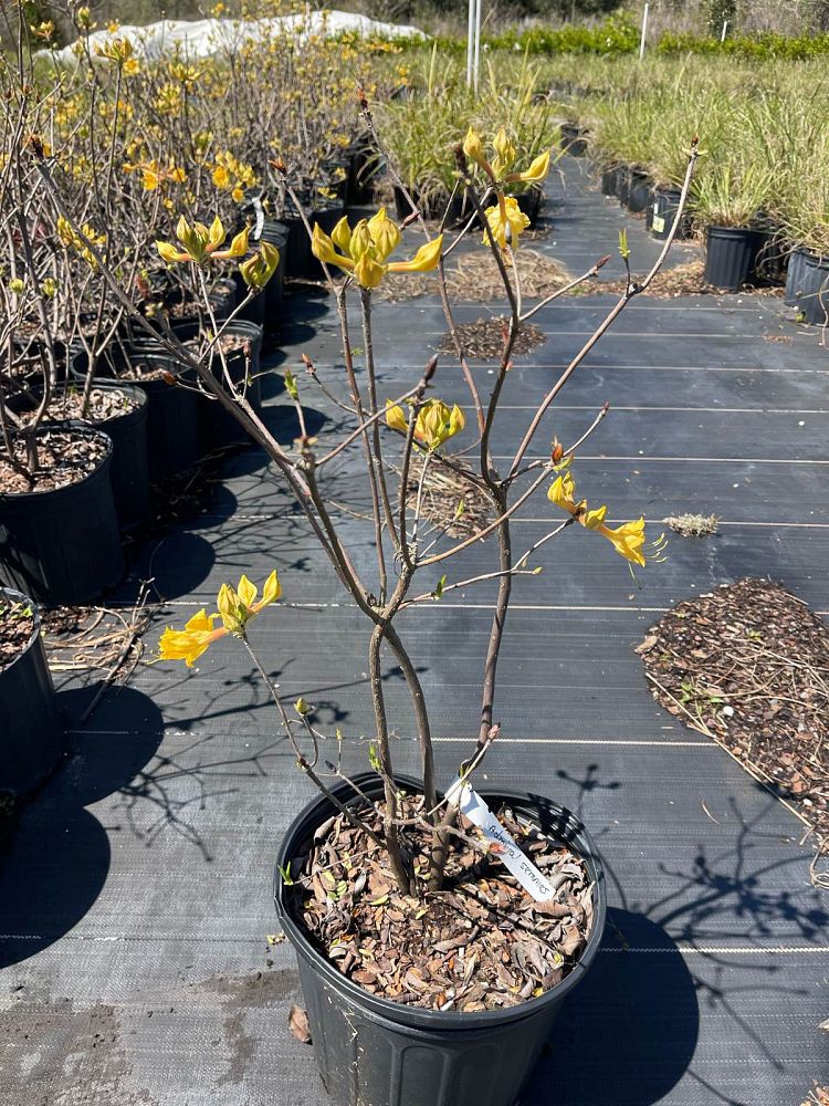 rhododendron-admiral-semmes-azalea